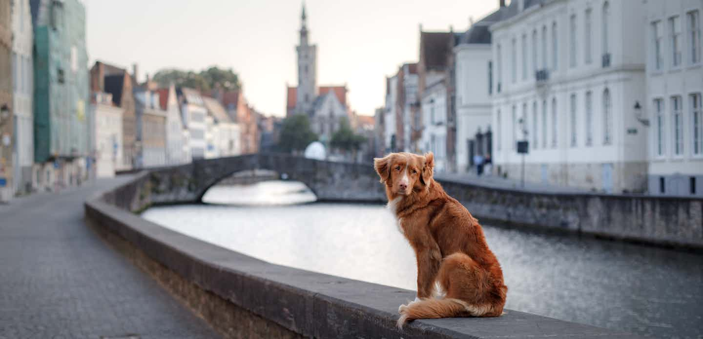 Camping mit Hund in Belgien