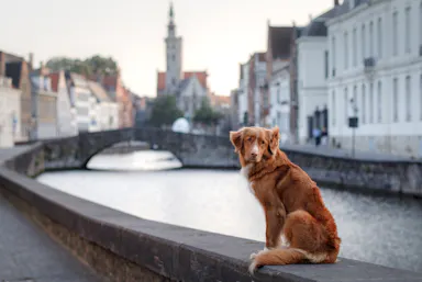 Camping mit Hund in Belgien