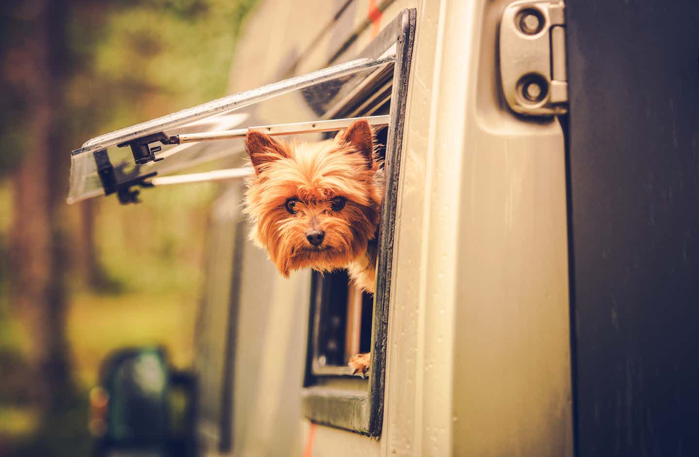 Kamperen met hond in de Elzas