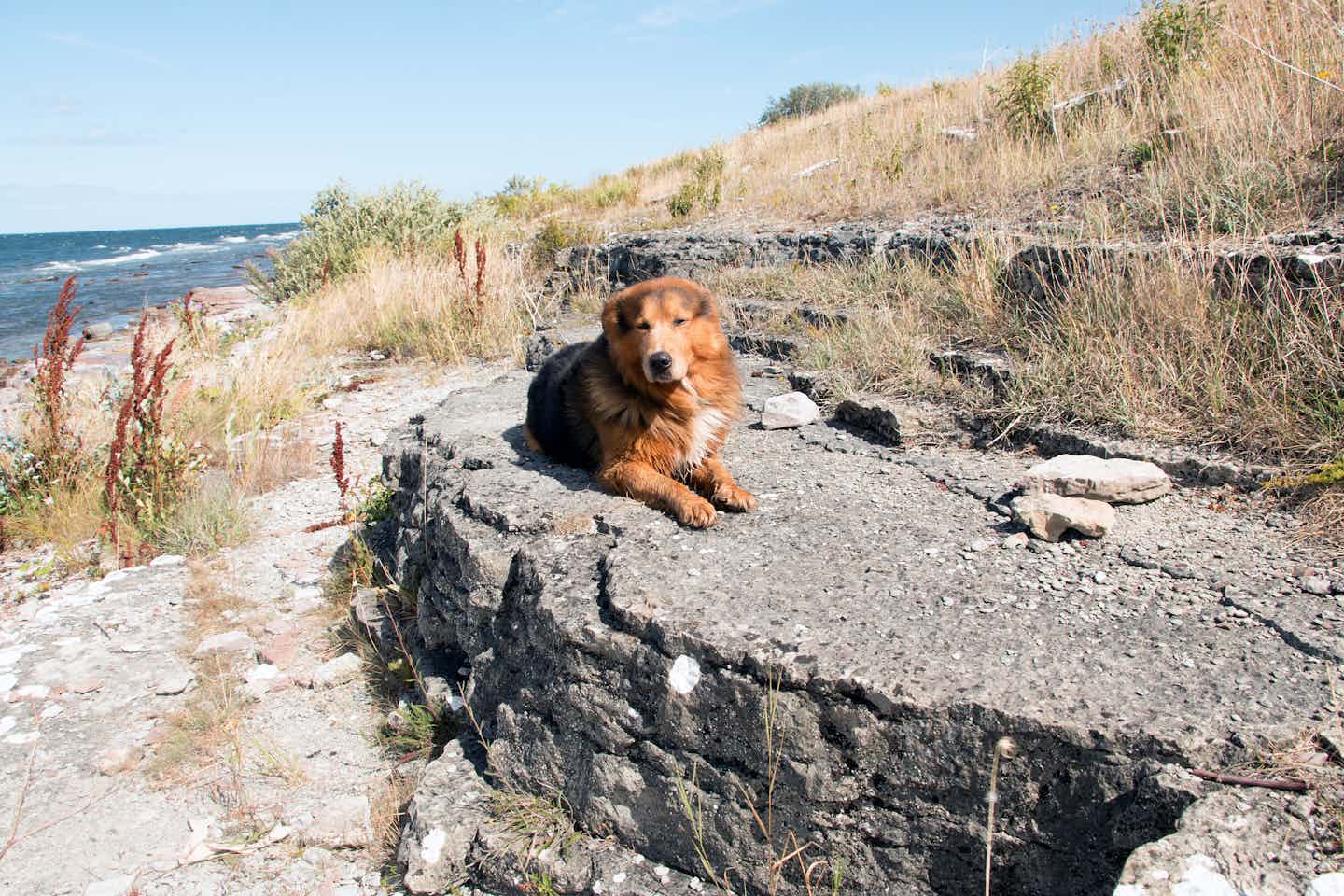 Camping avec un chien à Bornholm