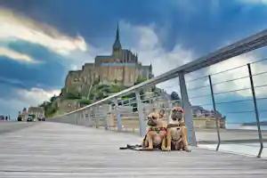 Camping mit Hund in der Normandie