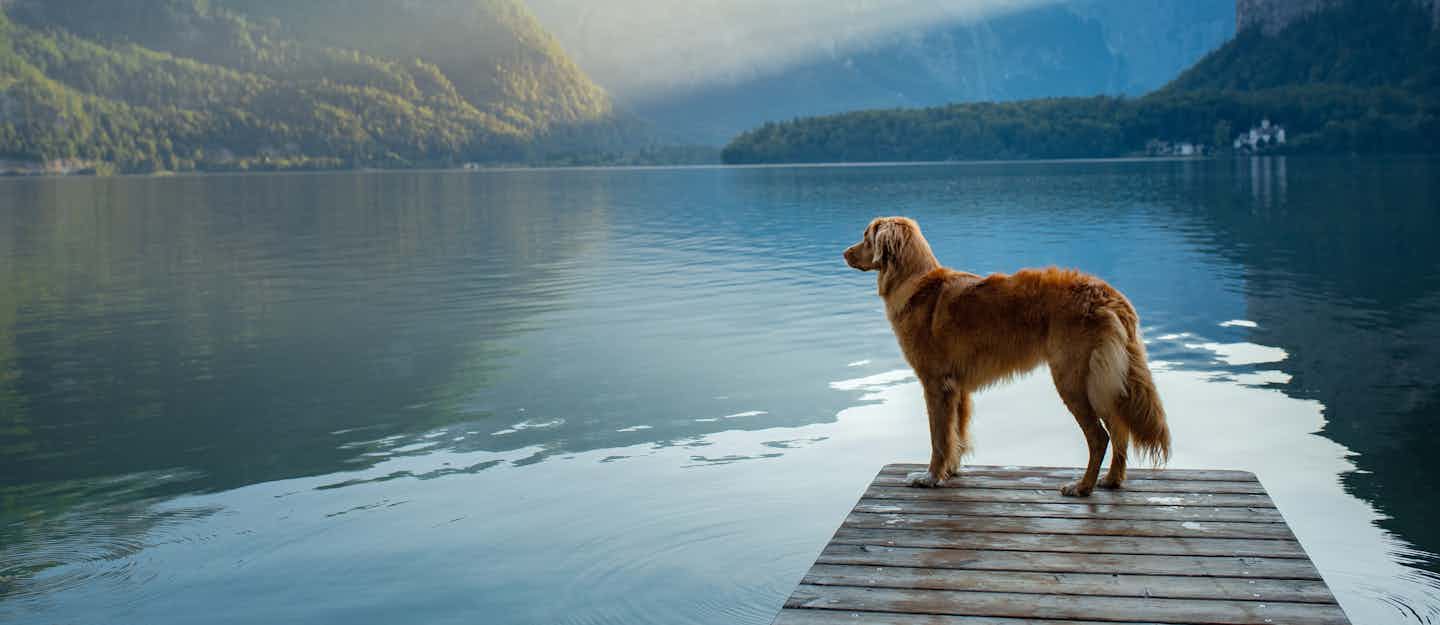 Campeggio con cane al lago in Turingia