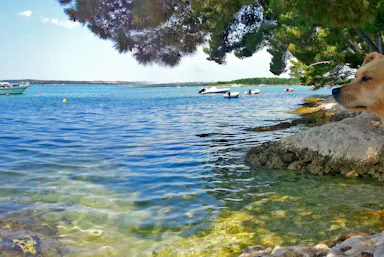 Campeggio con cane al mare in Croazia