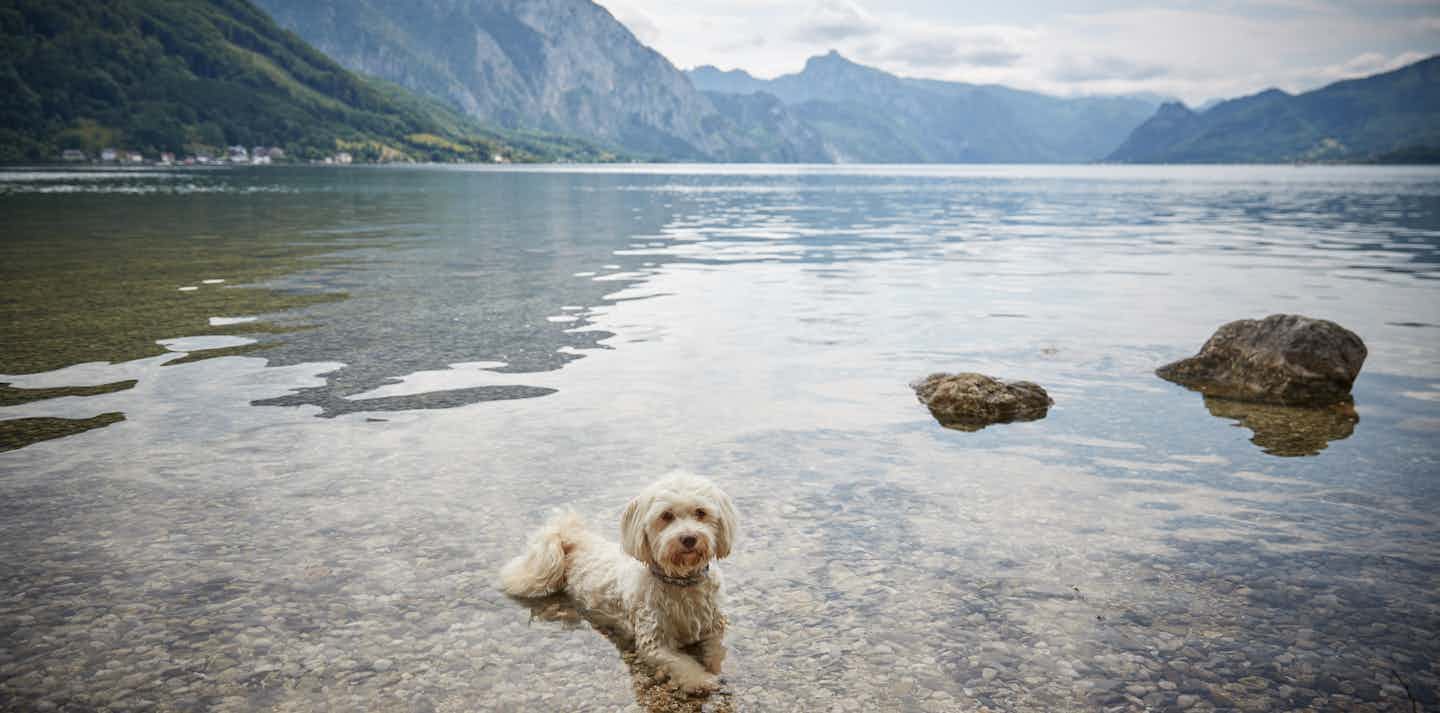 Campeggio con cane al Lago di Millstatt