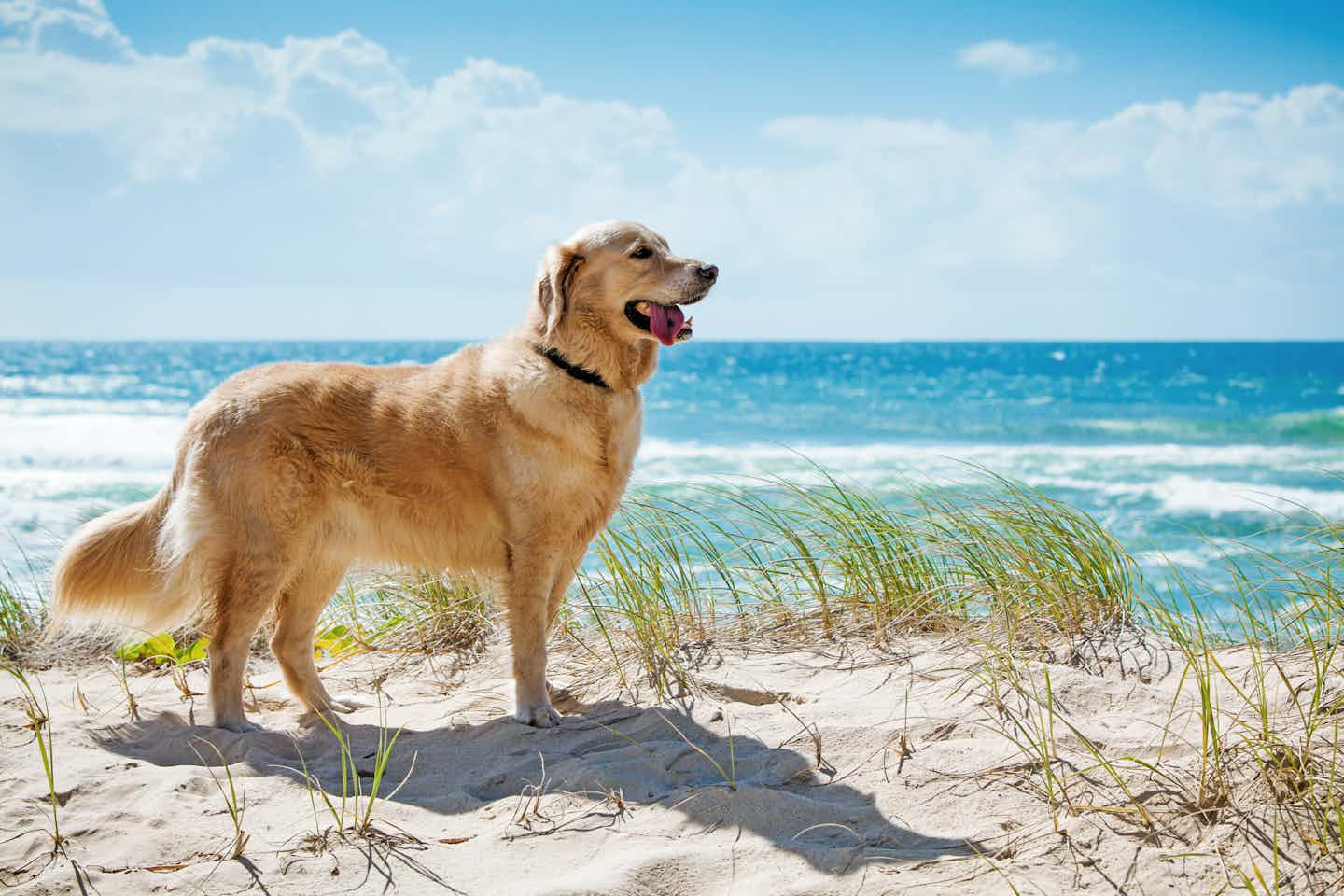 Camping avec chien sur l'île de Darß