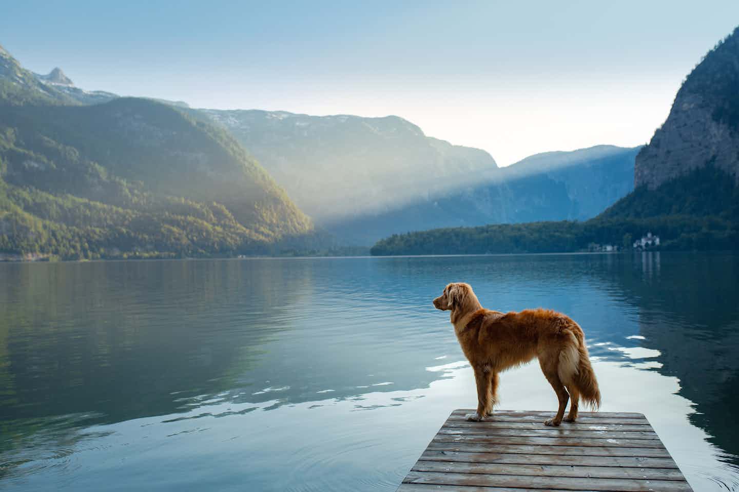 Campeggio con il cane al lago di Achensee