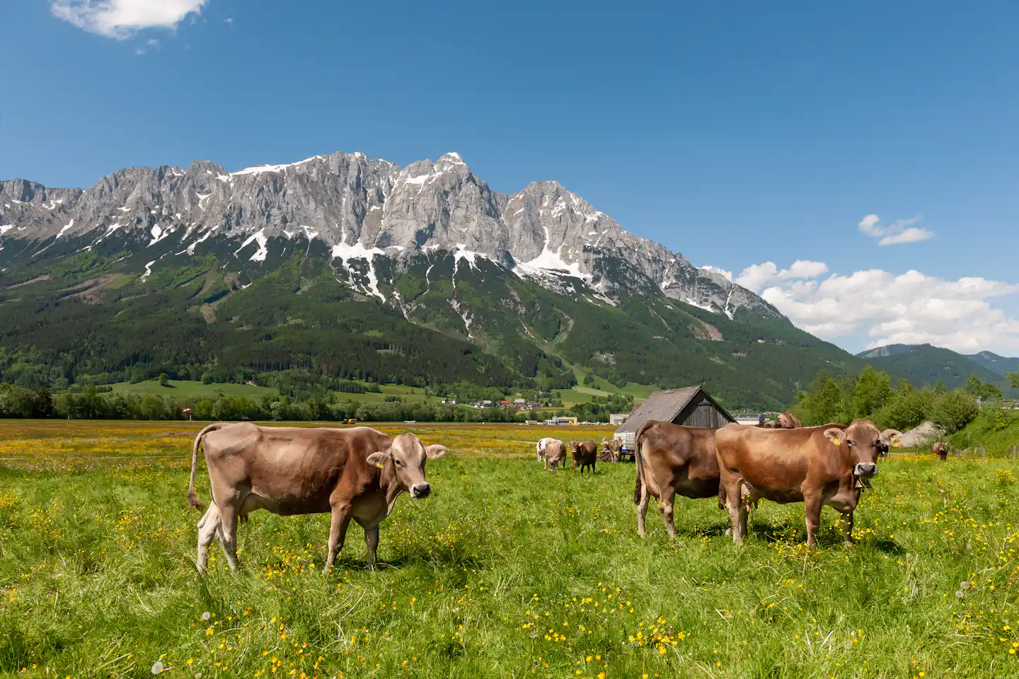 Camping auf dem Bauernhof in Österreich