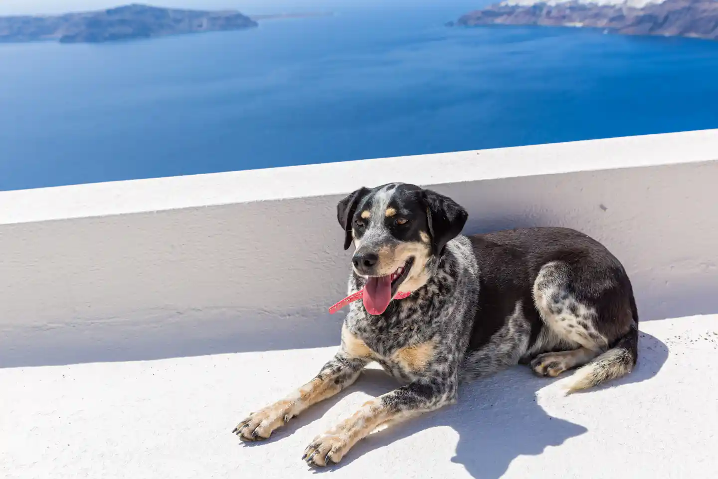 Camping in Griechenland am Meer mit Hund