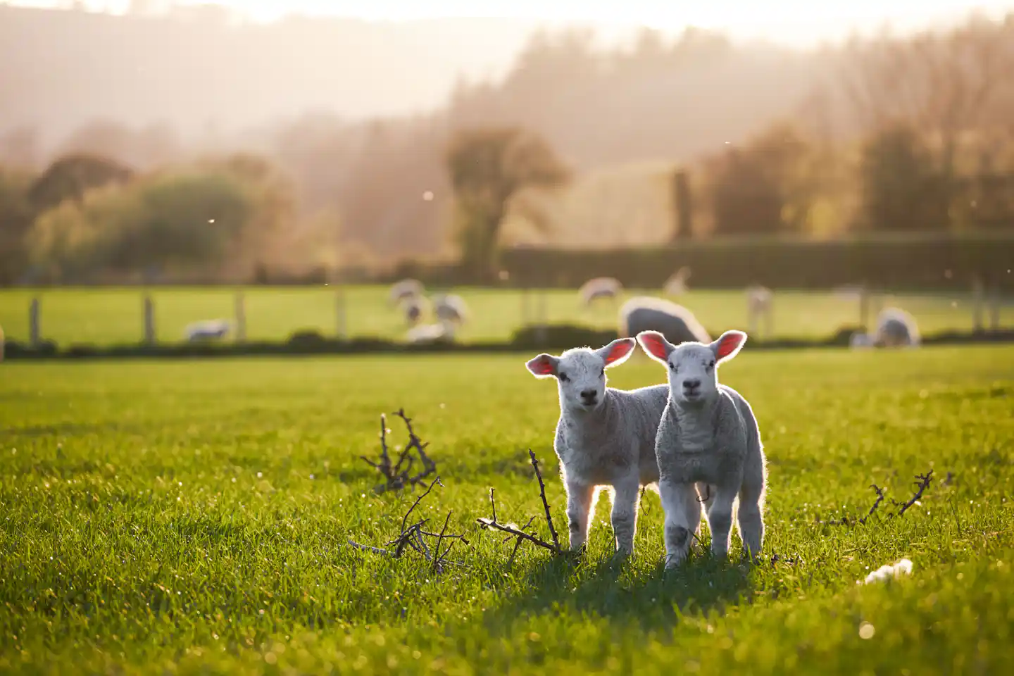 Camping auf dem Bauernhof in Belgien