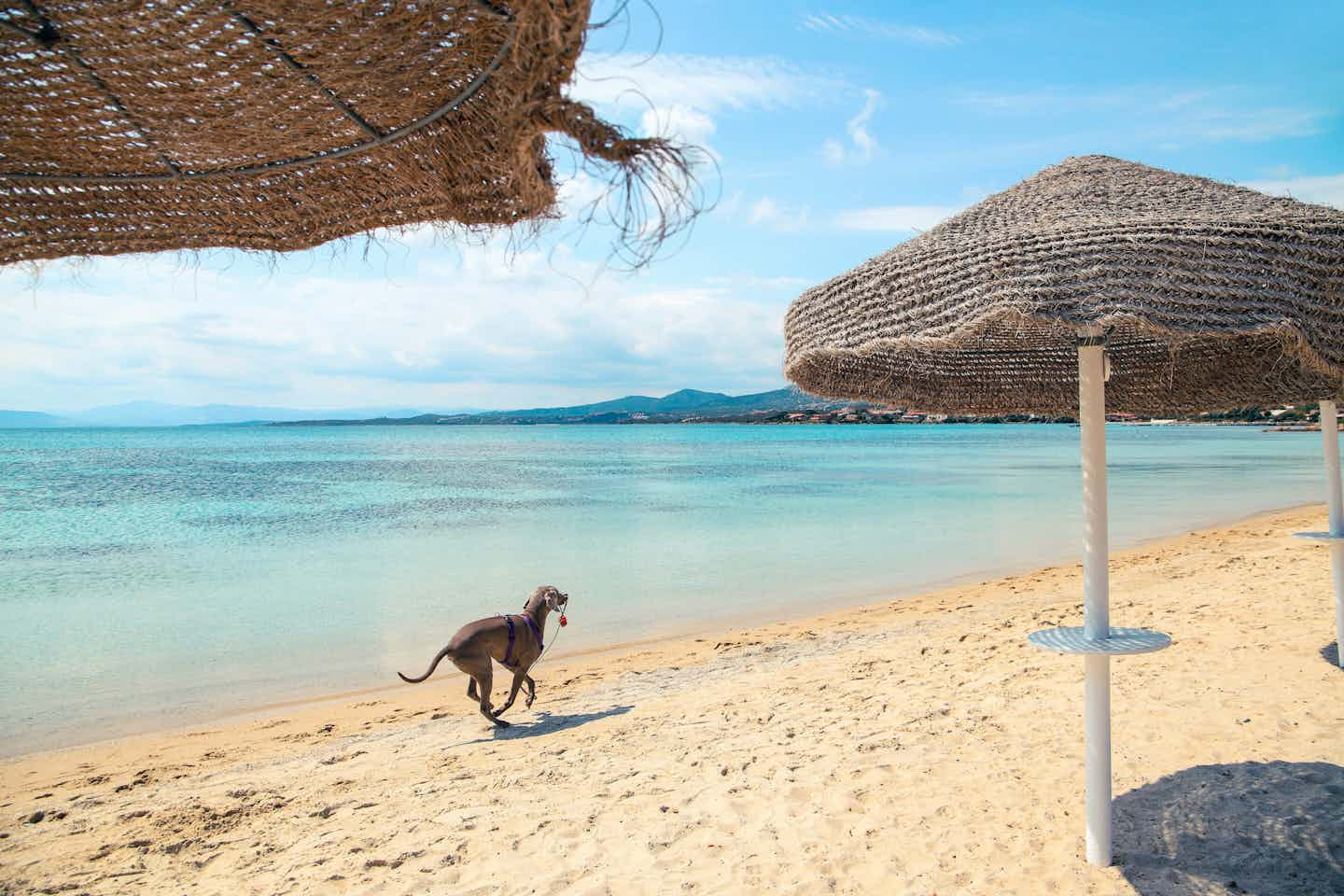 Camping avec chien au bord de la mer 