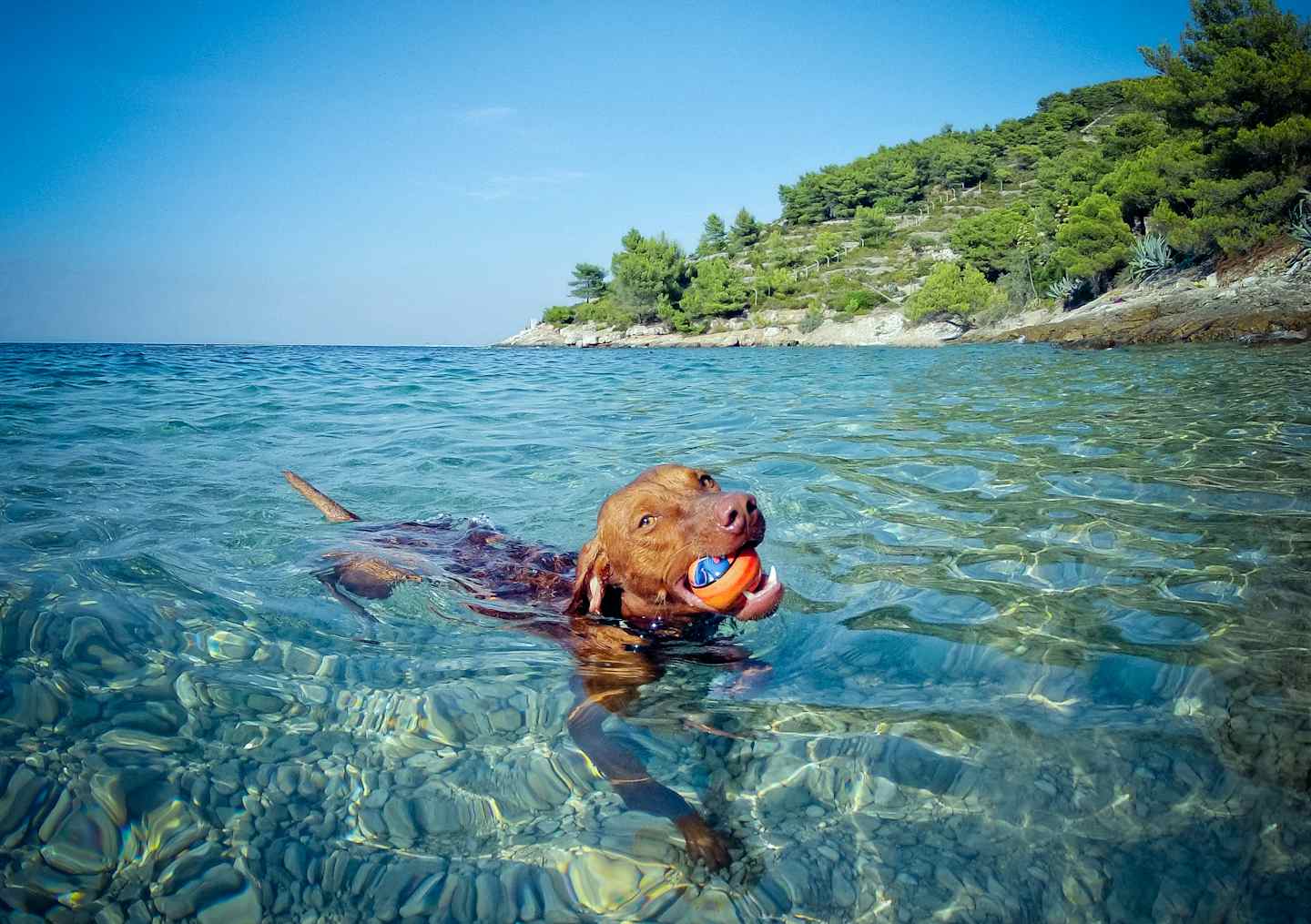 Camping avec chien à Umag