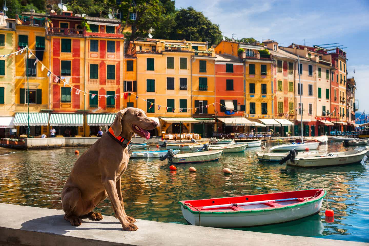 Camping avec chien au bord de la mer en Italie