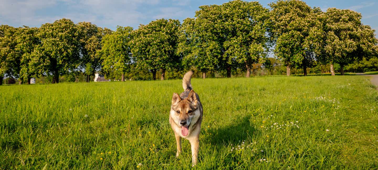 Camping mit Hund im Spreewald