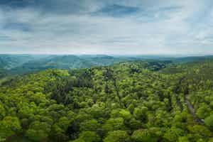 Foresta del Palatinato
