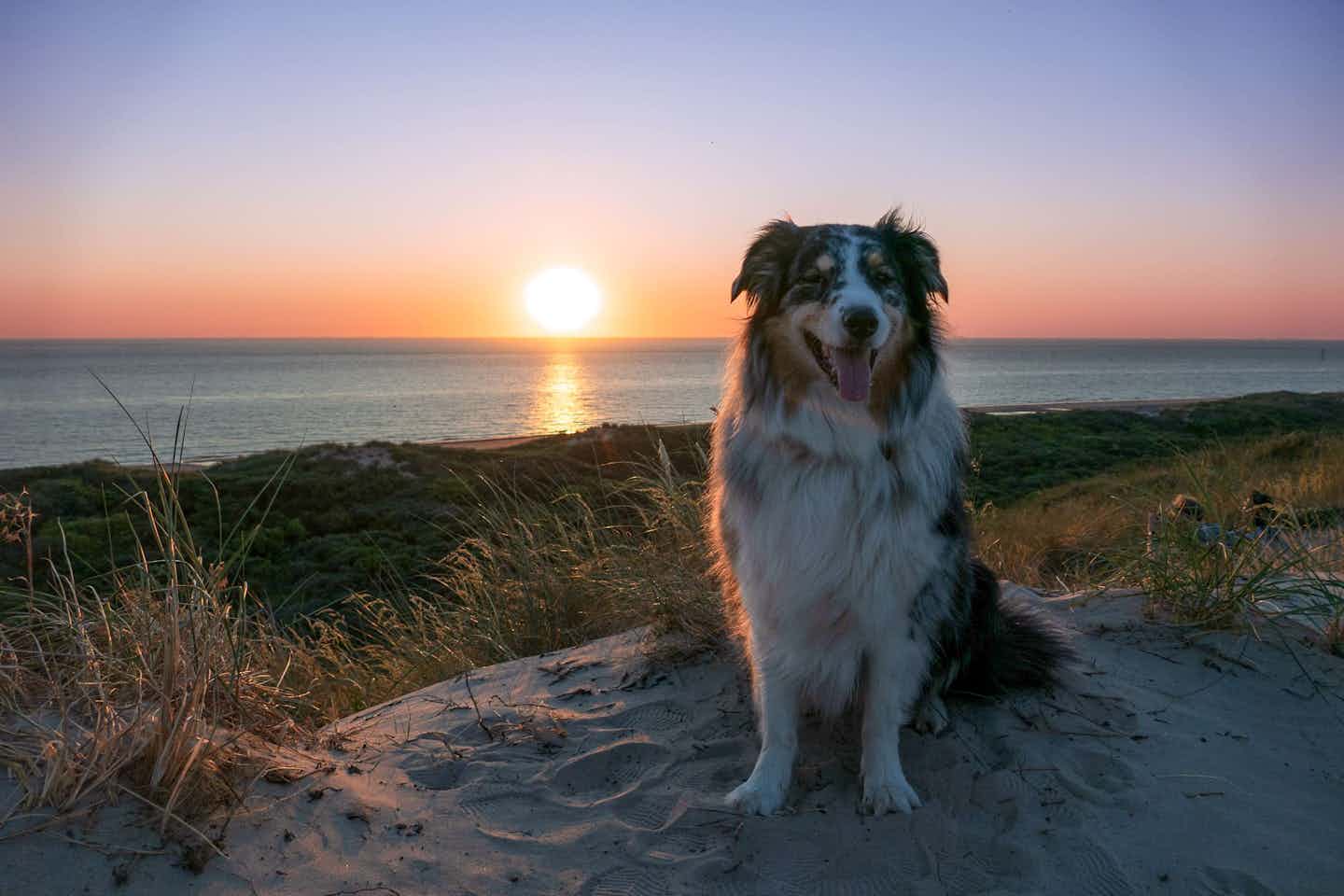 Campeggio con cane in riva al mare in Olanda