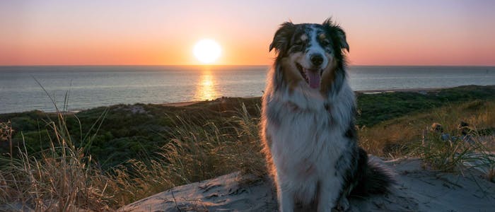 Camping mit Hund am Meer in Holland