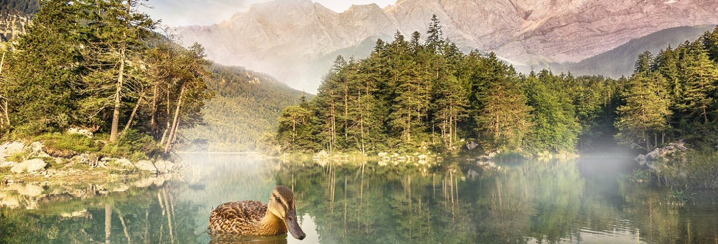 Camping am bayrischen Eibsee PiNCAMP by ADAC