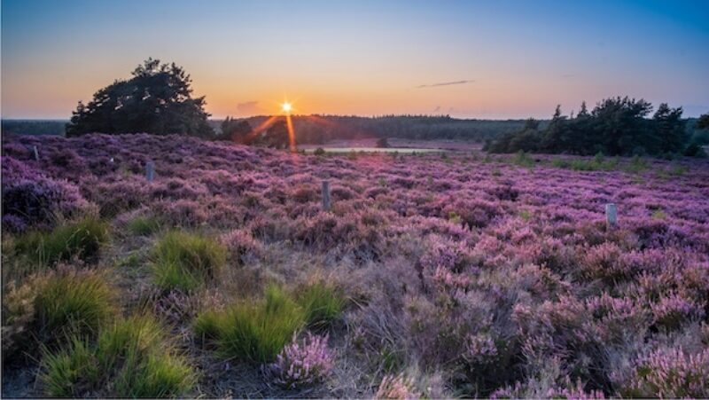 Sonnenuntergang im Nationalpark De Sallandse Heuvelrug