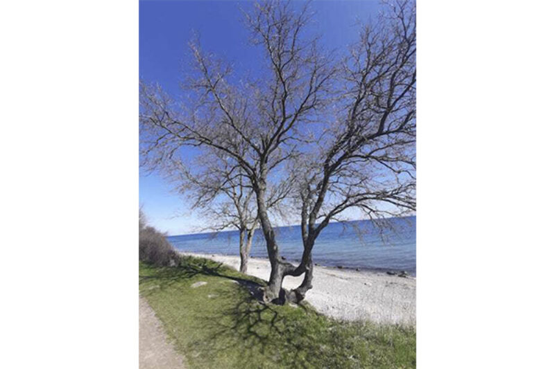 Traumhafte Natur an der Ostsee.