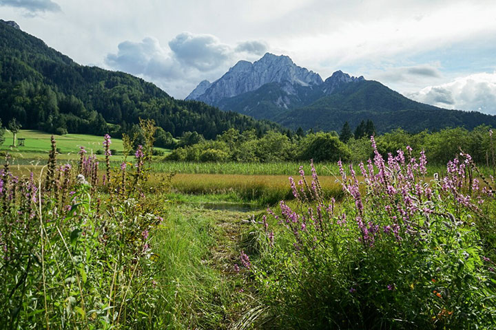 Slowenien_Sava-Quelle_Blumen_Berg_Wiese.jpg