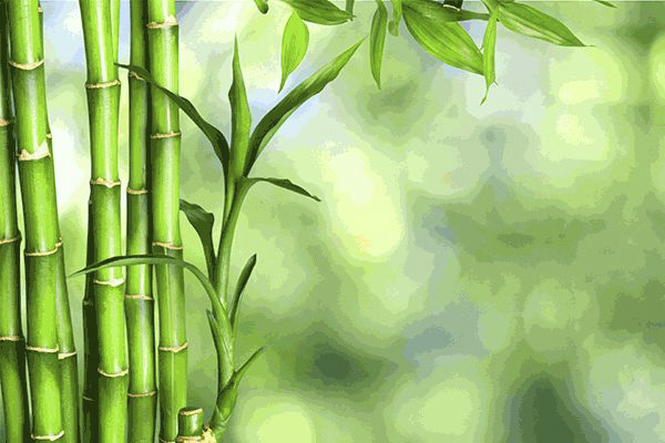 many-bamboo-stalks-on-background.png