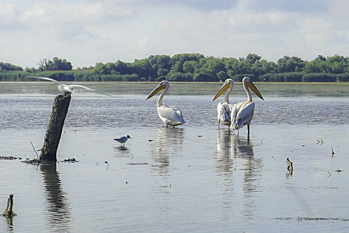 rumaenien-donaudelta-pelikane