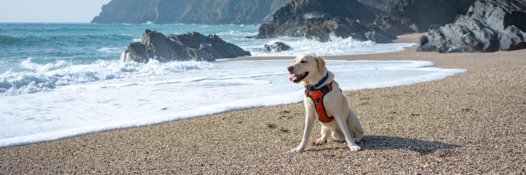 Camping mit Hund in Frankreich Hundegesetz PiNCAMP by ADAC
