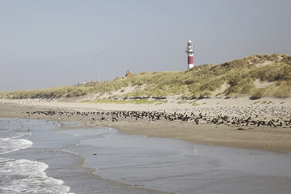 leuchtturm-am-meer.png