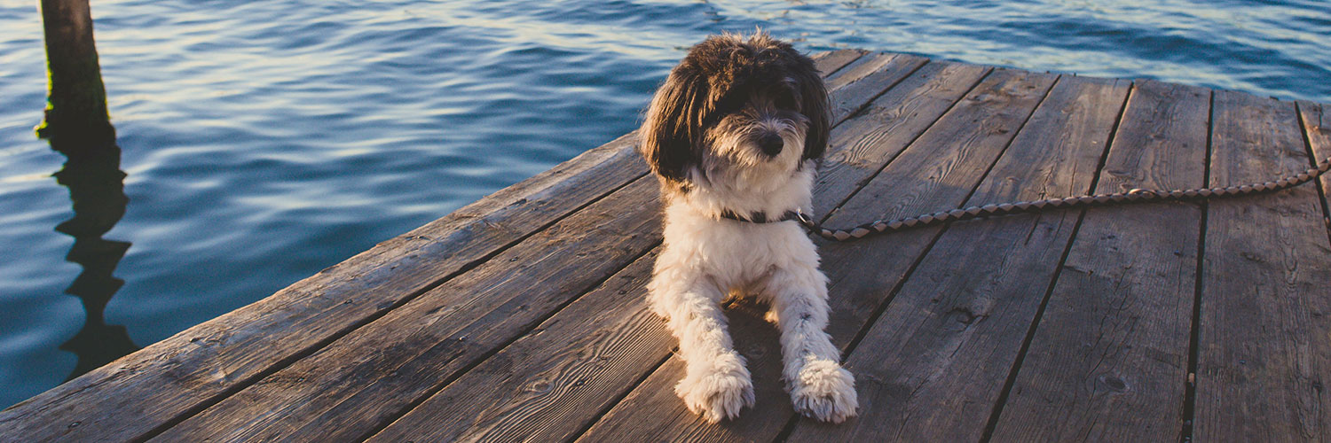 Italien mit Hund 9 direkt buchbare Campingplätze Pincamp Magazin