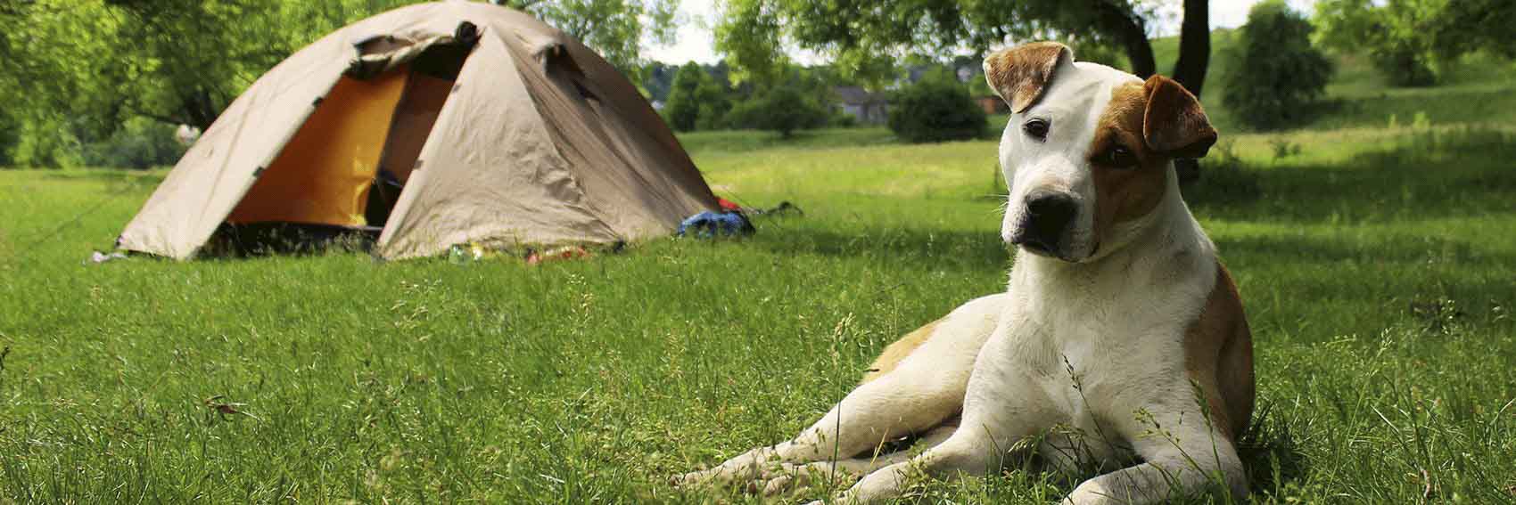 12v camping heizung Propangas Heizung 2.34 KW Tragbarer Gasheizer für Zelt Garage Camping