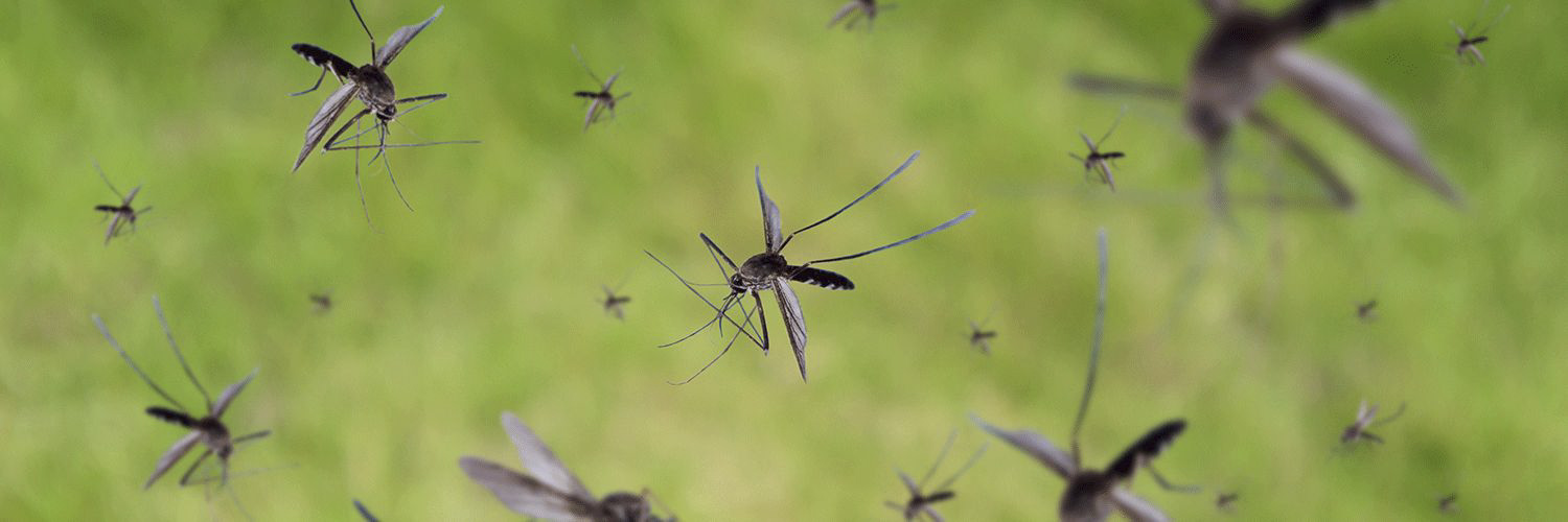 Moskitonetz outdoor und indoor: was hilft gegen Mücken? –