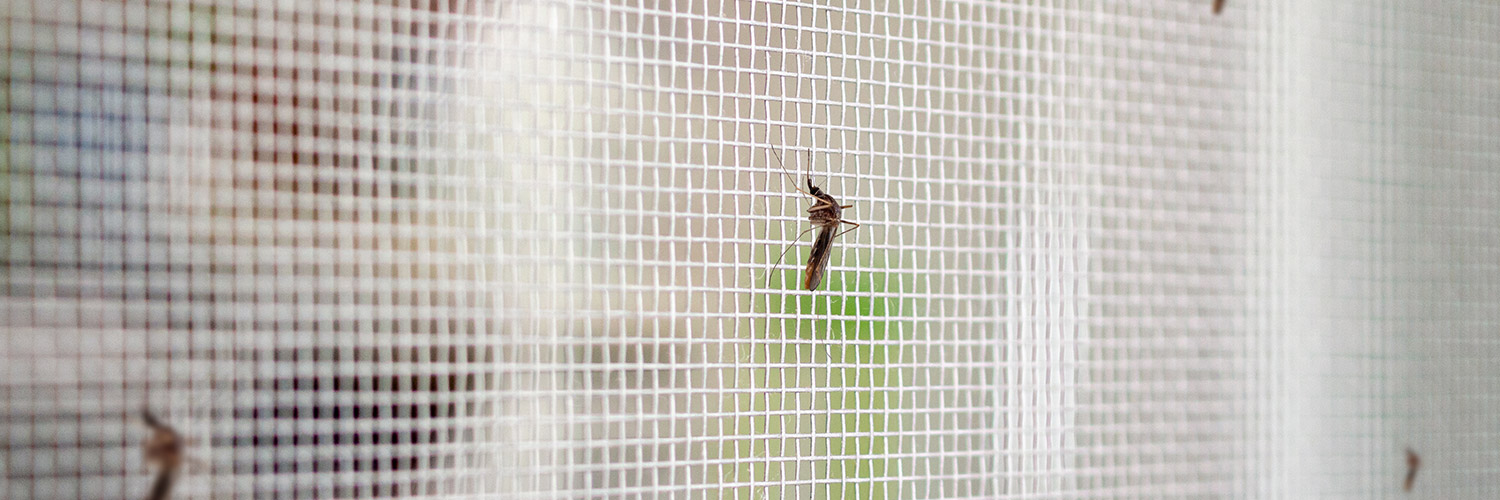 Insektenschutz im Wohnmobil: So schützt du dich effektiv