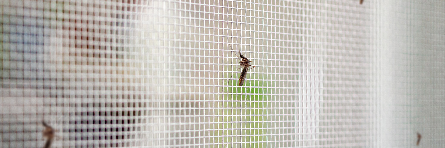 Insektenschutz fr Camper: So schtzt du dich vor Stechmcken, Wespen und  Co. - PiNCAMP by ADAC