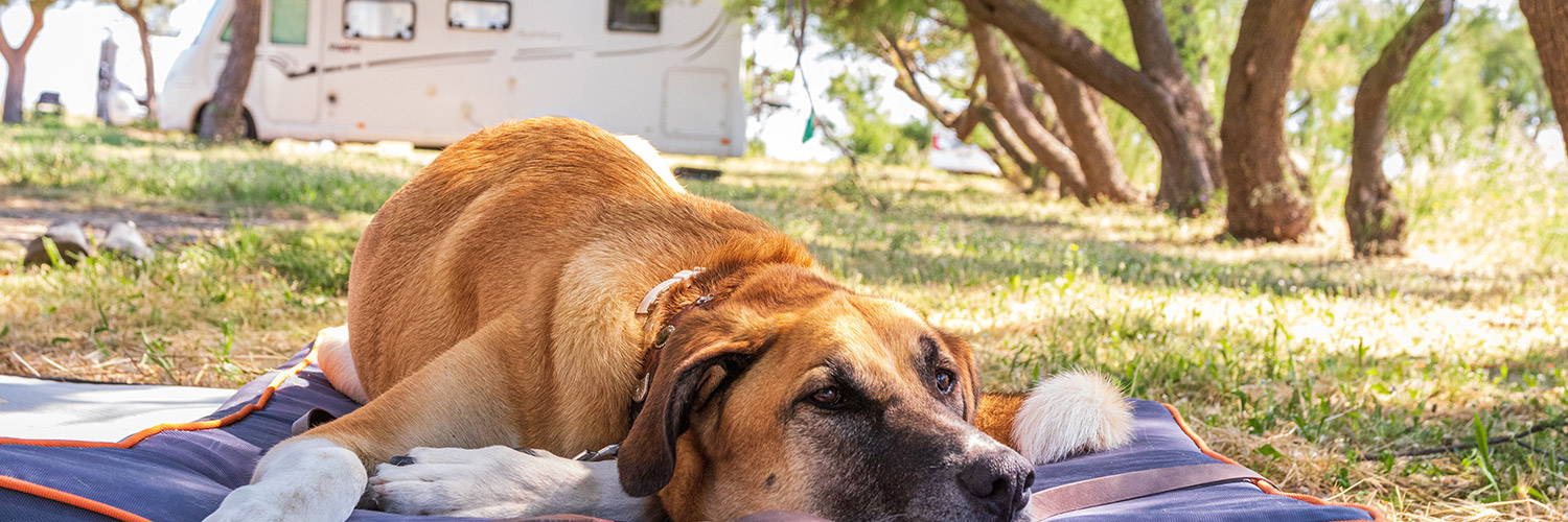 Camping-Zubehör für Urlaub mit dem Hund