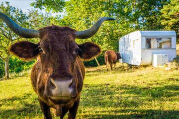 Kuh auf einem Campingplatz