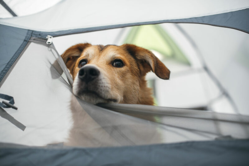 Ein Hund im Zelt