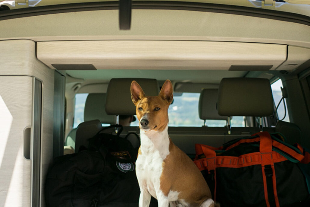 Die 8 besten Campingplätze in Deutschland mit Hund PiNCAMP Magazin