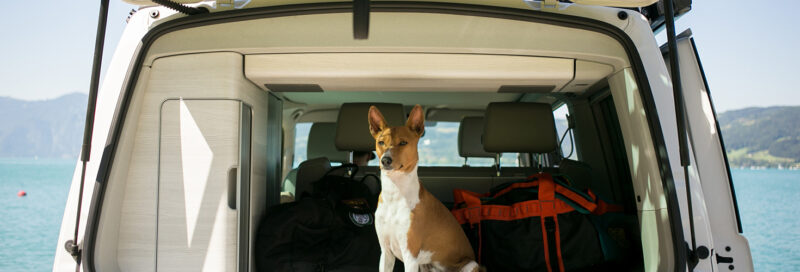 Hund sitzt im Kofferraum eines Campingbusses