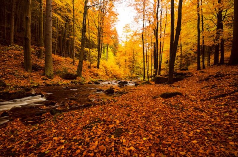 Die Ilse im Harz