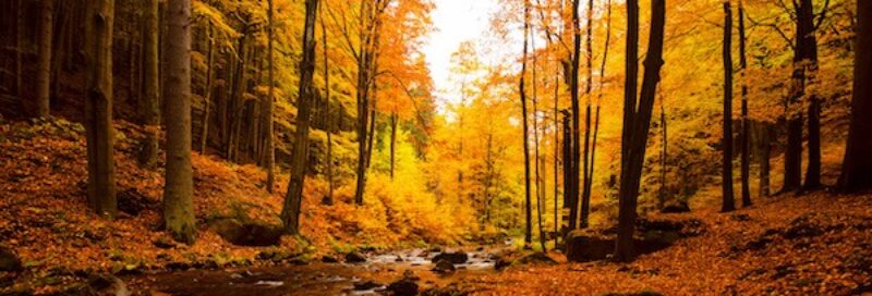Die Ilse im Harz