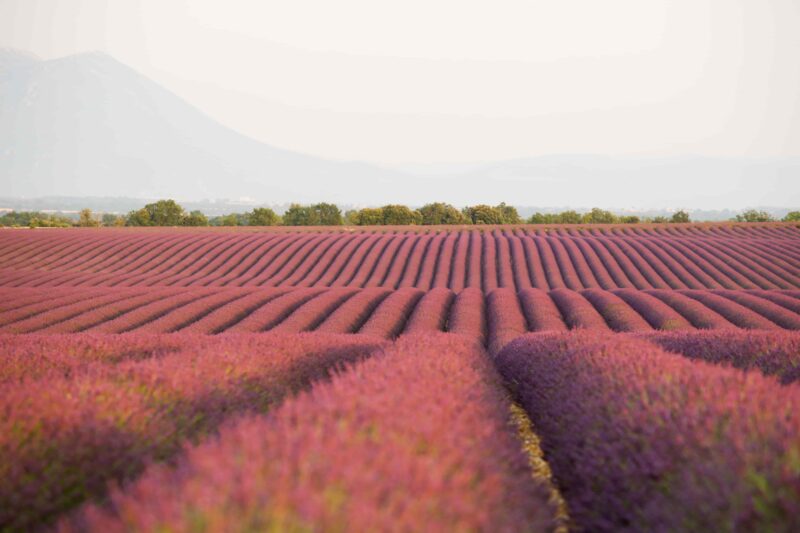 Lavendelfeld der französischen Provence im Verdon