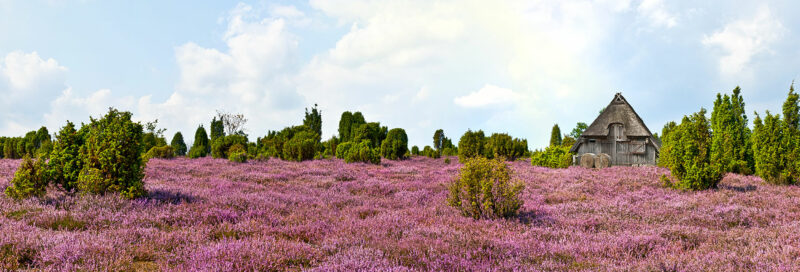 Die Landschaft in der Lüneburger Heide in der Nähe vom Campingplatz