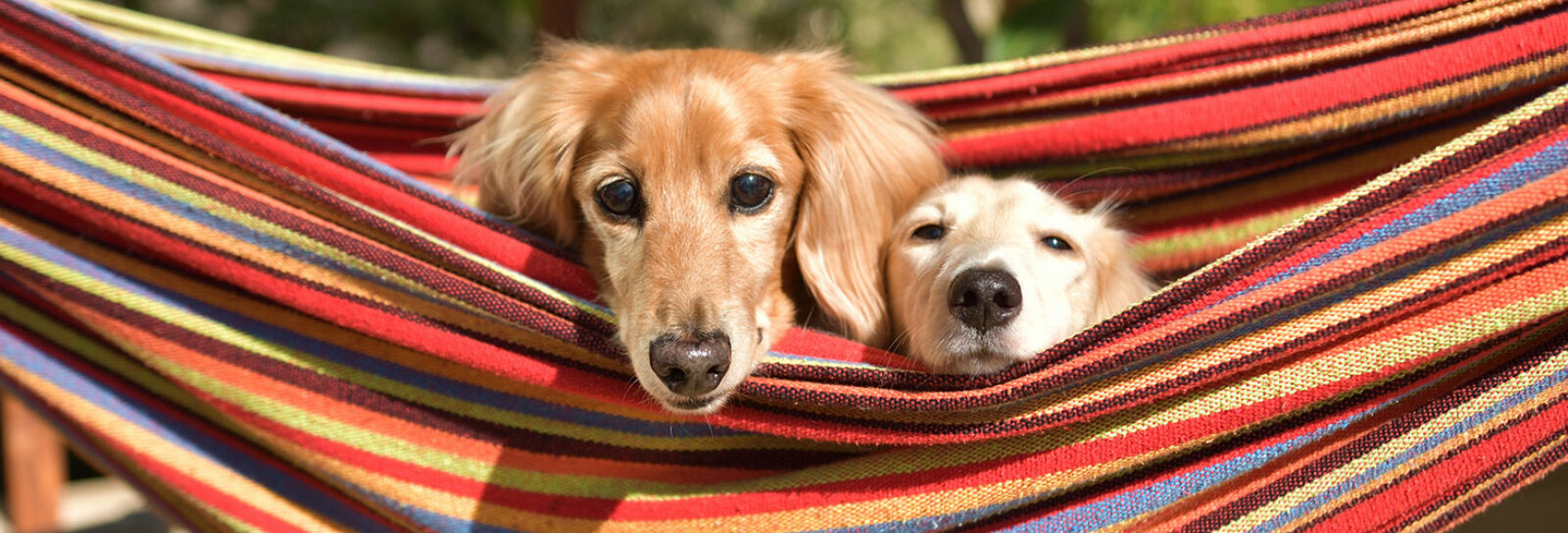 Die besten Campingplätze mit mehreren Hunden PiNCAMP by ADAC