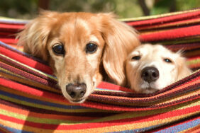 Fiffi, Bello und Buddy: Die schönsten Campingplätze für Urlaub mit mehreren Hunden