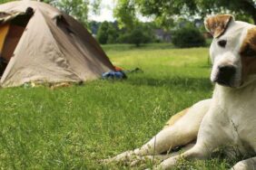 Camping mit Hund in Dänemark: Das musst du beachten