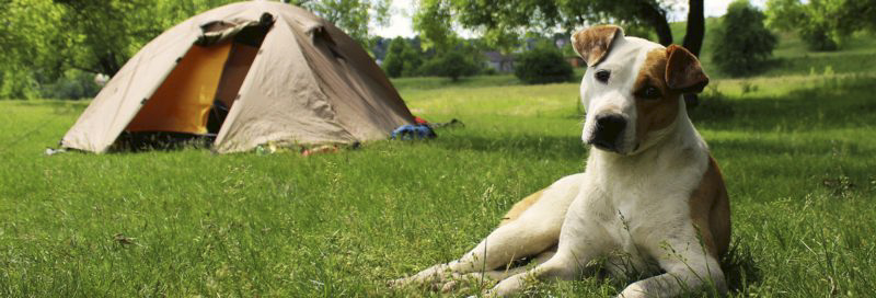 Insgesamt 13 Hunderassen sind in Dänemark beim Camping verboten.