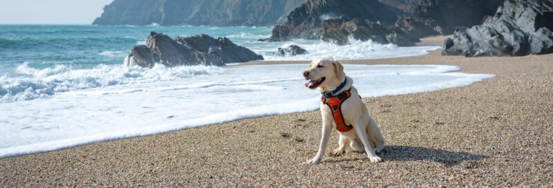 Hund von Campern am Strand in Frankreich