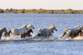 Überwintern in Südfrankreich – 6 Gründe fürs Überwintern in der Camargue