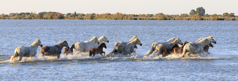 Pferde in der Camargue in Südfrankreich in der Nähe vom Campingplatz