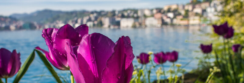 Ostern am Gardasee mit Tulpen in der Nähe vom Campingplatz